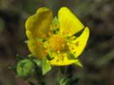 Potentilla argentea. Цветок. Нидерланды, провинция Limburg, рудеральное местообитание у железнодорожной станции Mook-Molenhoek. 12 июня 2010 г.