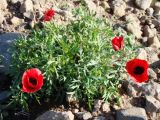 Papaver macrostomum