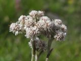 Antennaria dioica