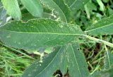Salix dasyclados × S. aurita