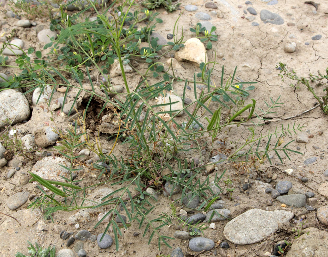 Изображение особи Astragalus campylorhynchus.