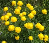 Trollius europaeus