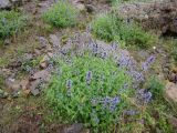 Nepeta bucharica