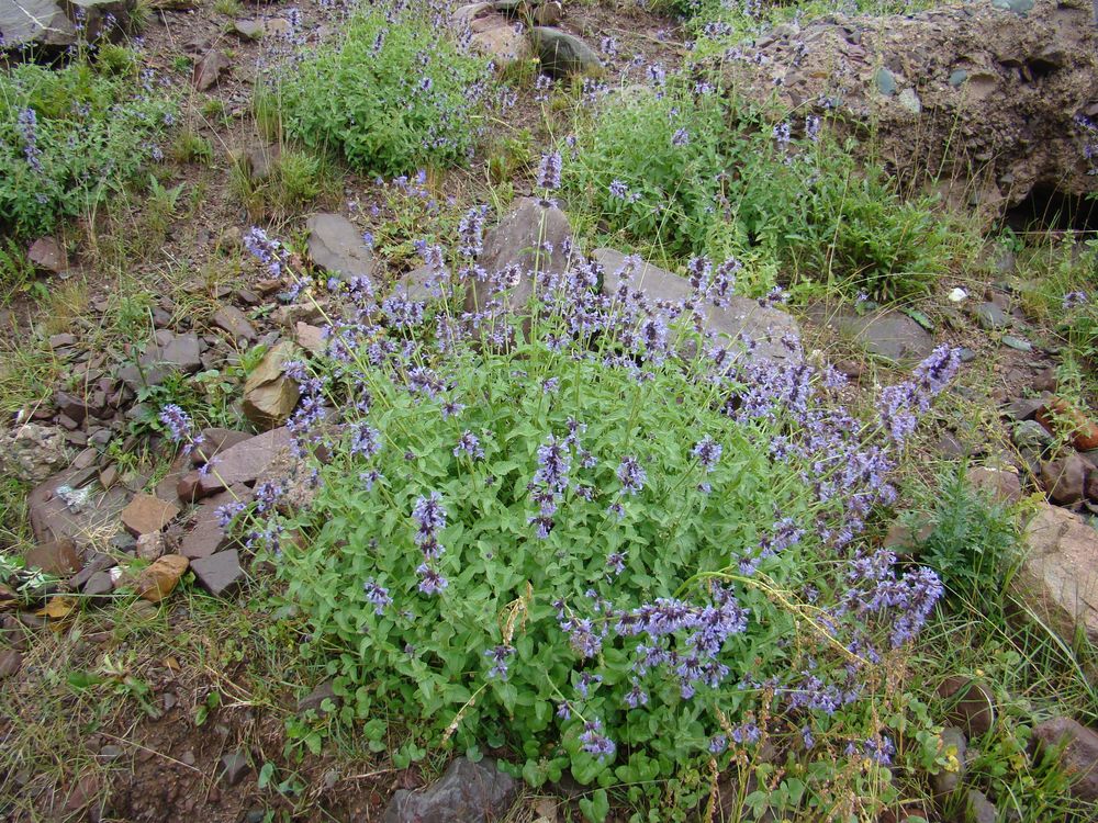 Изображение особи Nepeta bucharica.