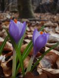 Crocus heuffelianus