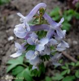 Corydalis solida