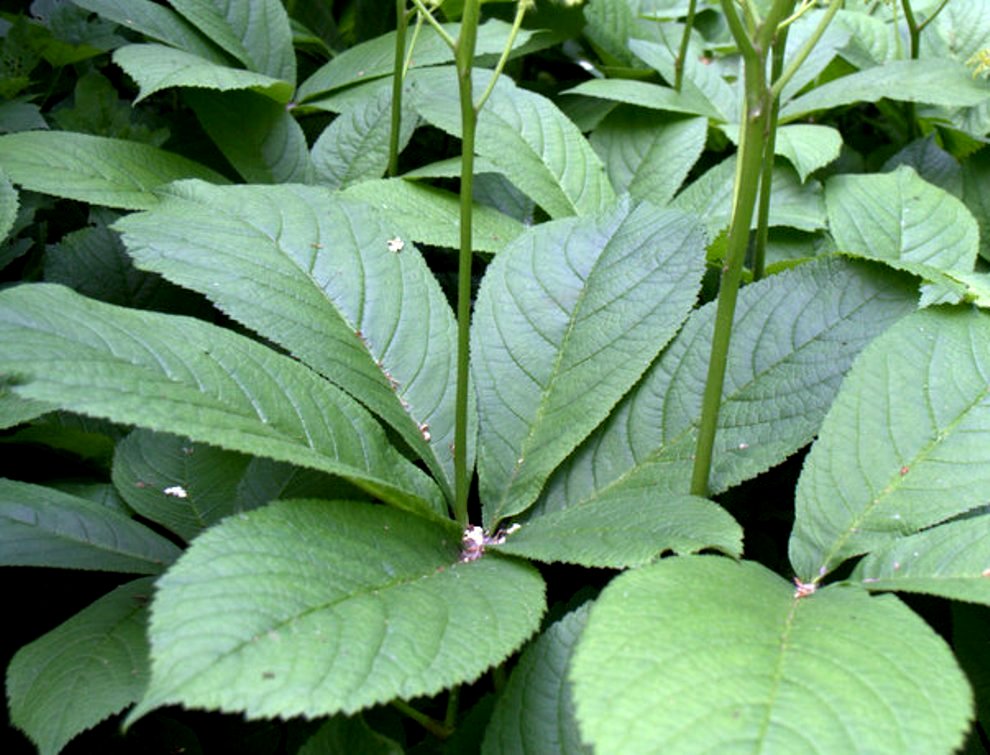 Изображение особи Rodgersia aesculifolia.