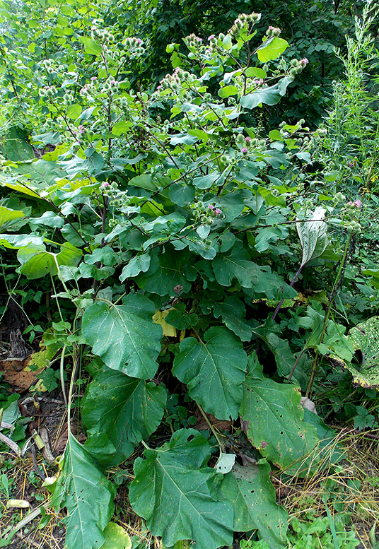 Изображение особи Arctium lappa.