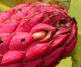 Magnolia tripetala. Верхняя часть плода. Германия, г. Дюссельдорф, Ботанический сад университета. 05.09.2014.