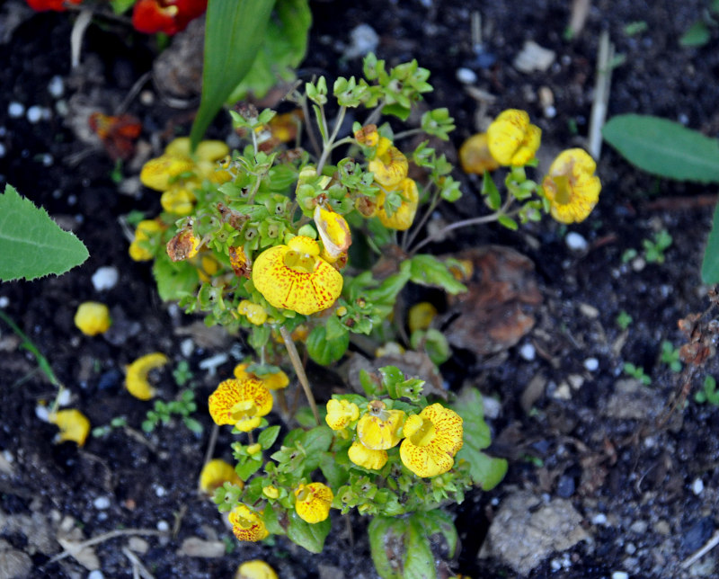 Изображение особи Calceolaria &times; herbeohybrida.