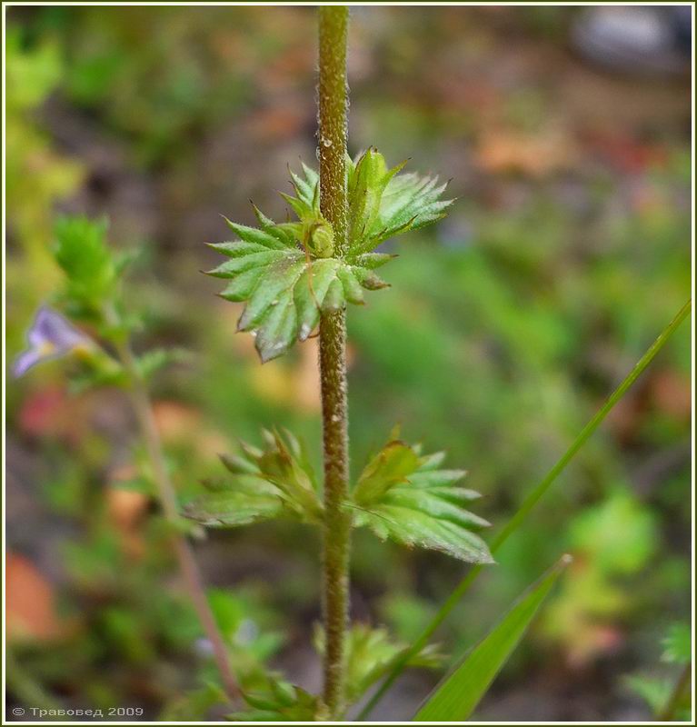 Изображение особи род Euphrasia.