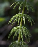 Equisetum sylvaticum