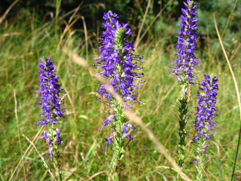 Изображение особи Veronica spicata.