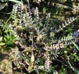 Astragalus asterias