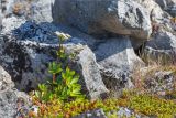 Ligusticum scoticum. Цветущее растение в приморской вороничной тундре. Мурманская обл., п-ов Рыбачий, побережье Большой Волоковой губы. 30.07.2015.