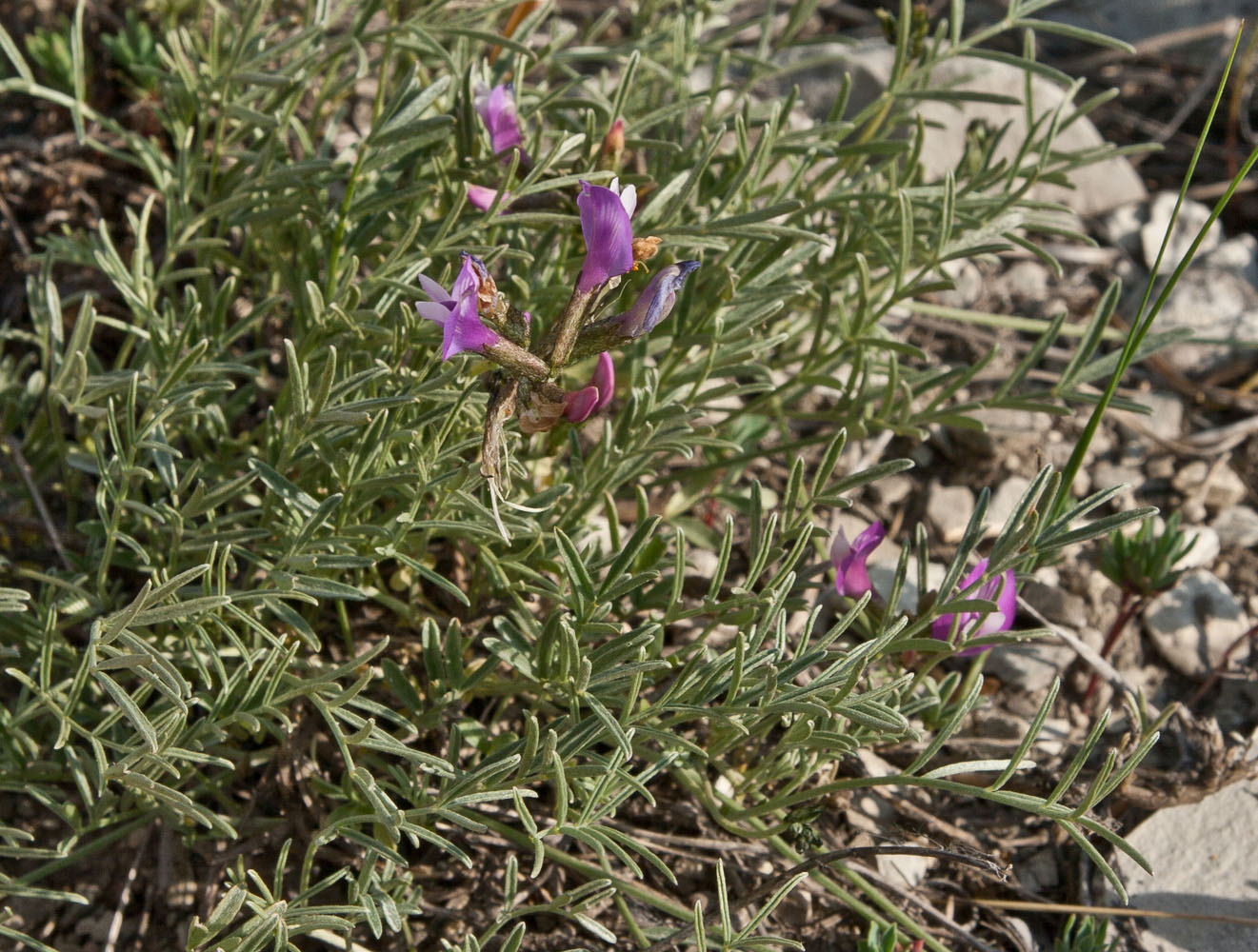 Изображение особи Astragalus subuliformis.