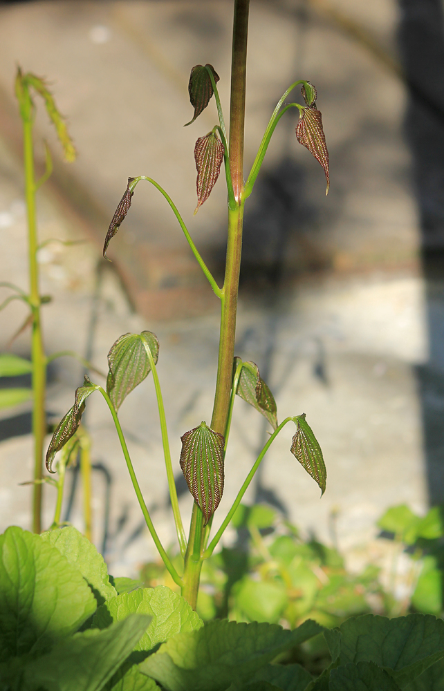 Изображение особи Dioscorea caucasica.