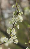 Prunus domestica. Веточка с цветками. Черноморское побережье Кавказа, Новороссийск, в культуре. 24 марта 2017 г.