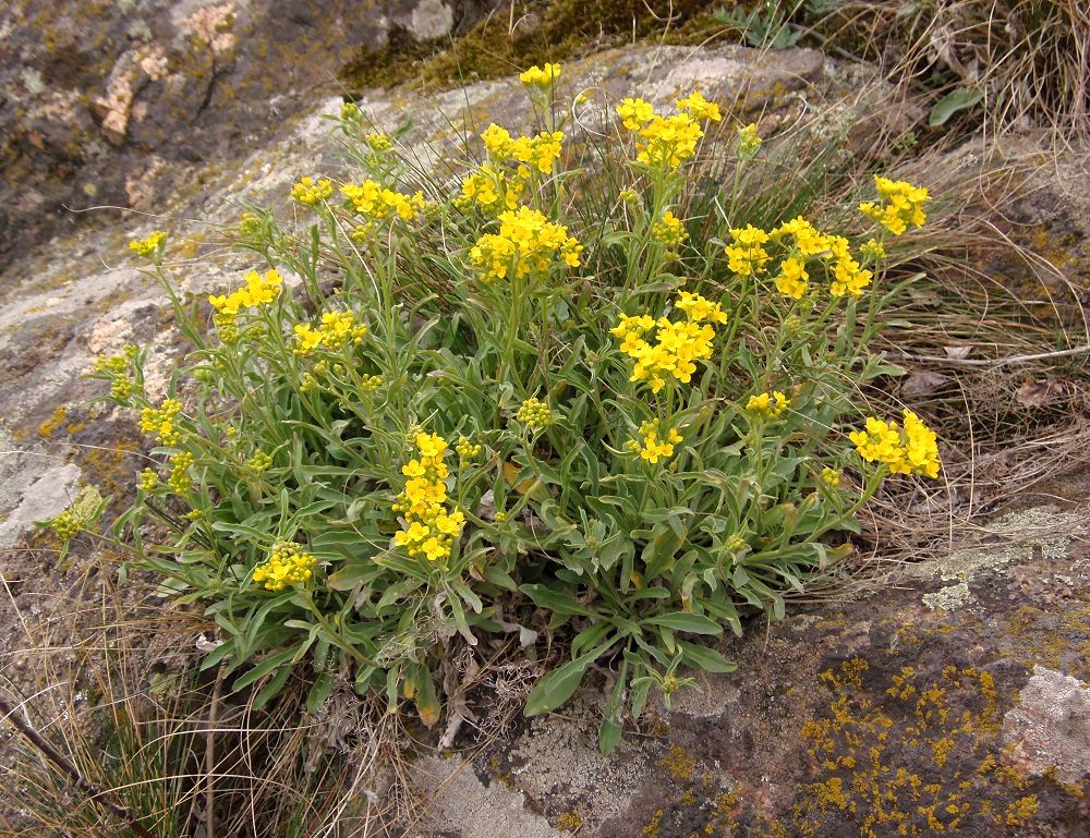 Изображение особи Aurinia saxatilis.