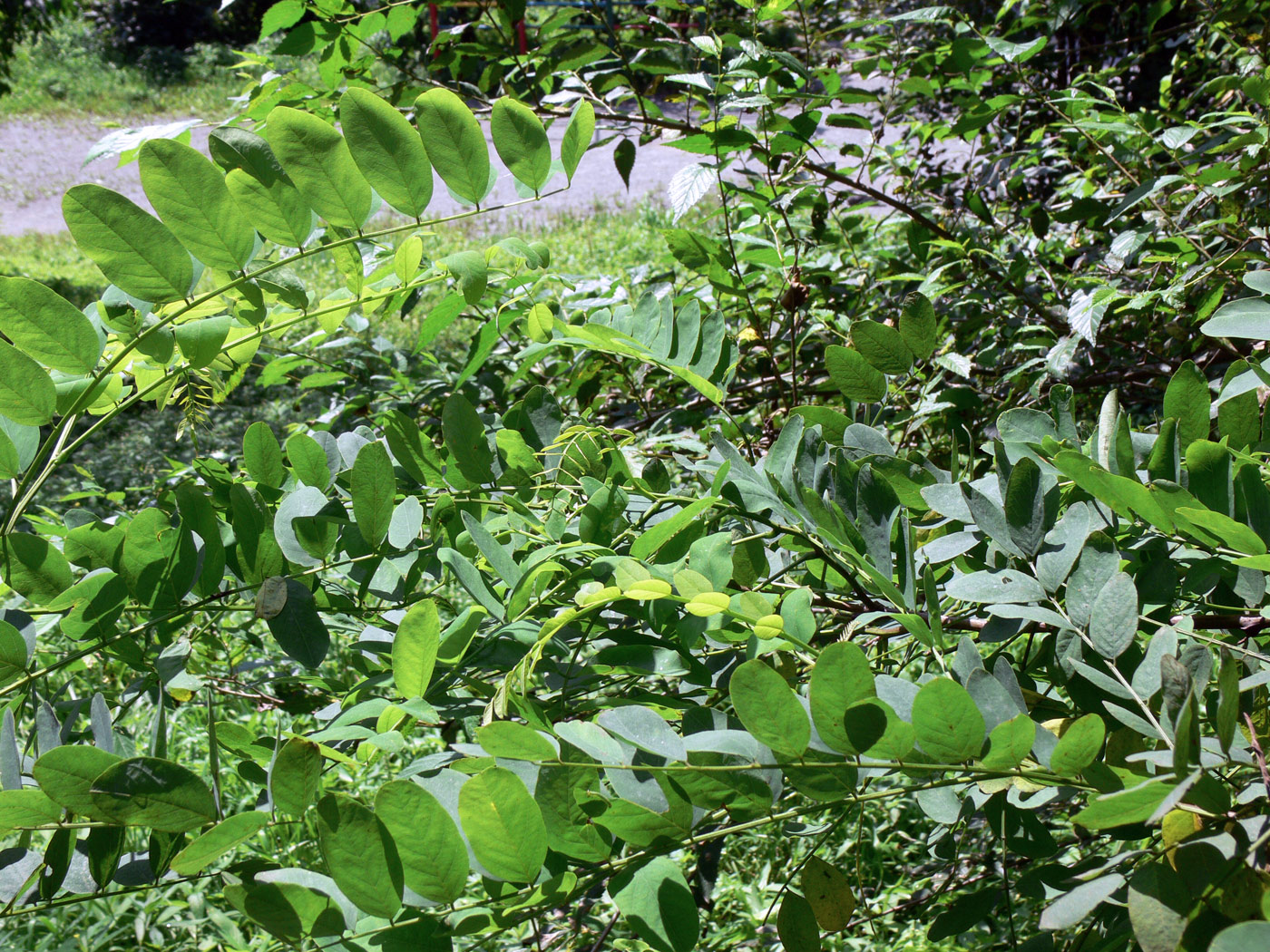 Изображение особи Robinia pseudoacacia.