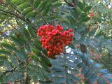 Sorbus decora