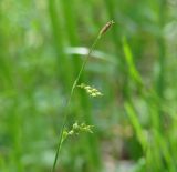 Carex falcata. Верхушка цветущего растения. Иркутская обл., Шелеховский р-н, окр. с. Шаманка, берег р. Иркут, луг. 02.06.2017.