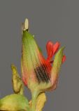 Melianthus comosus