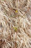 Bupleurum woronowii. Часть побега с соцветиями (затянувшееся вторичное цветение). Краснодарский край, Черноморское побережье Кавказа, м/о город-курорт Геленджик, окр. с. Кабардинка, Леонтьев бугор, можжевеловое редколесье. 3 января 2018 г.