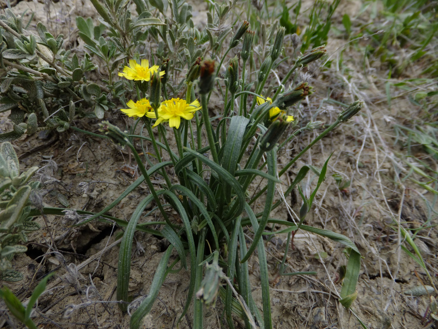 Image of Scorzonera inconspicua specimen.