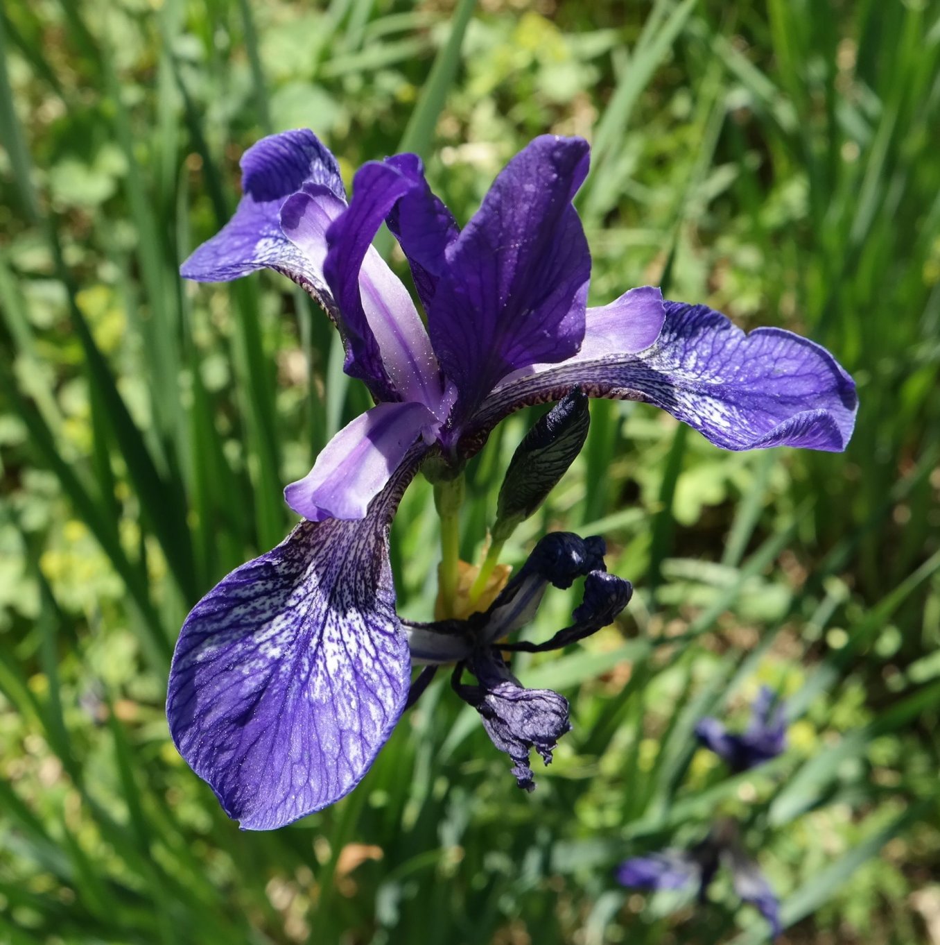 Изображение особи Iris sibirica.