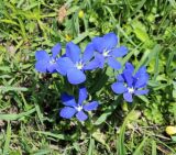 Gentiana angulosa