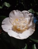 Camellia japonica