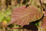 Ulmus japonica