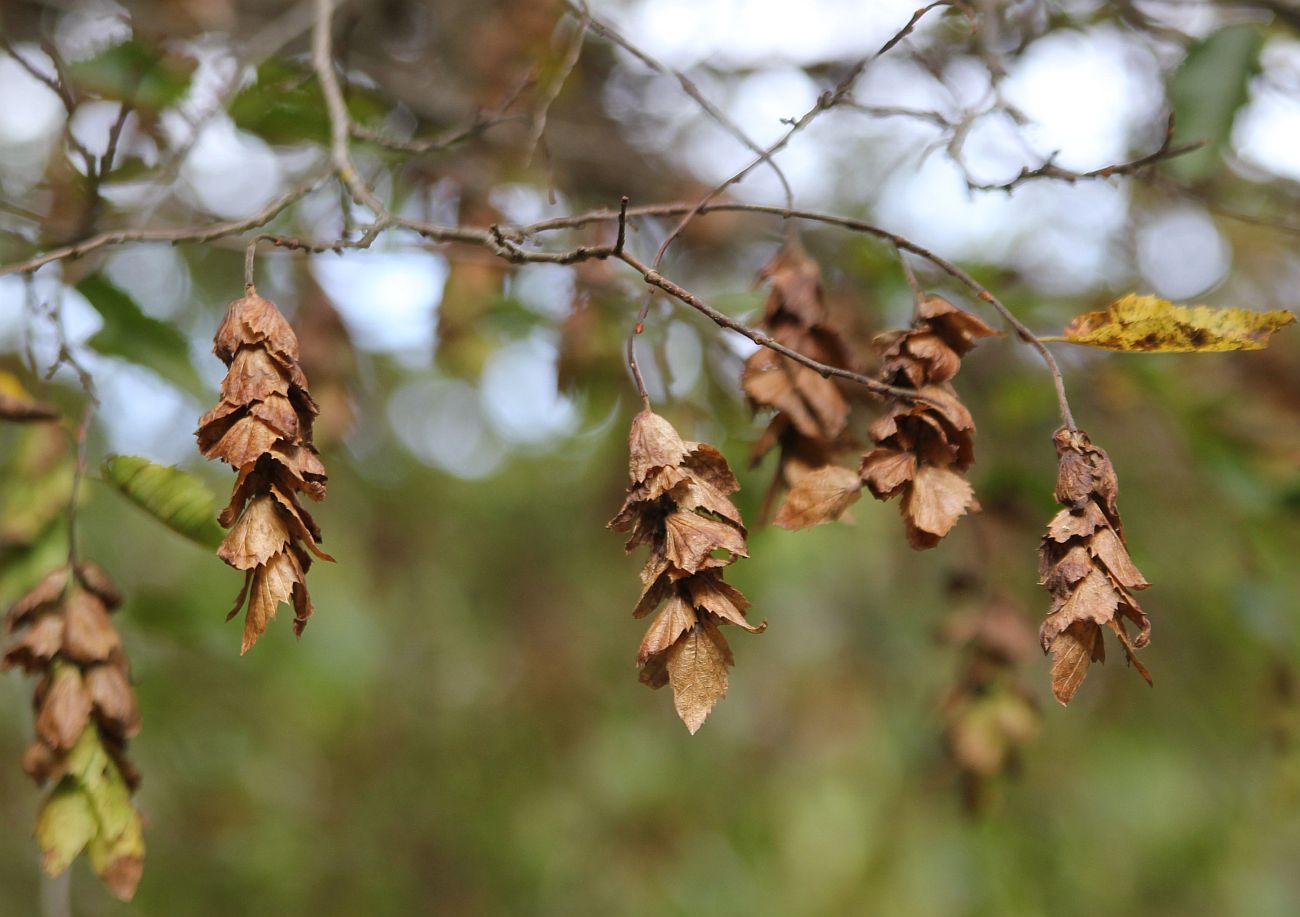 Изображение особи Carpinus orientalis.