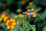 Lantana camara. Верхушка цветущего растения с кормящимся бражником-языканом (Macroglossum stellatarum). Крым, пос. Партенит, парк \"Айвазовское\". 23.09.2018.