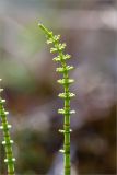 Equisetum pratense. Вегетативный побег. Тверская обл., Весьегонский р-н, окр. дер. Противье, берег р. Сыроверка, хвойный лес. 07.05.2019.