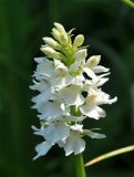 Dactylorhiza fuchsii. Соцветие растения-альбиноса в популяции Dactylorhiza fuchsii с окрашенными цветками. Алтайский край, Чарышский р-н, верховья руч. Большой Тигирек. 15 июля 2010 г.