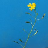 Draba hispida. Соцветие с цветками и завязавшимися плодами. Карачаево-Черкесия, Карачаевский р-н, окр. пос. Домбай, ущелье р. Аманауз, каменистый склон. 28.08.2019.