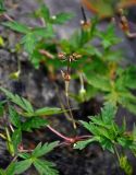 Geranium sibiricum