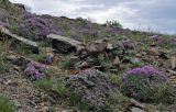 Oxytropis tragacanthoides. Аспект цветущих растений. Алтай, Кош-Агачский р-н, окр. с. Кокоря, долина р. Бар-Бургазы, ≈ 1900 м н.у.м., каменистый склон. 14.06.2019.