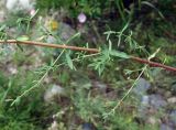 Hypericum scabrum