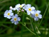 Myosotis palustris. Соцветие. Пермский край, подножие Вогульского камня, смешанный лес, долина р. Жигалан. 30.06.2010.