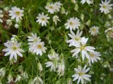 Stellaria holostea