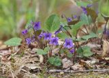 Viola tenuicornis. Цветущее растение. Амурская обл., Архаринский р-н, Хинганский заповедник, кластерный участок \"Антоновское\", дубрава. 20.05.2020.