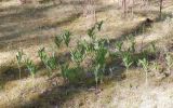 Polygonatum odoratum