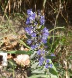 Hyssopus officinalis