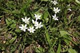 Ornithogalum woronowii. Цветущие растения. Республика Адыгея, Майкопский р-н, хребет Скалистый (Уна-Коз), широколиственный лес, поляна рядом с краем обрыва. 7 мая 2021 г.