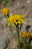 Crepis chrysantha