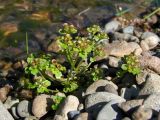 Chrysosplenium tetrandrum. Растение с цветками, плодами и раскрывшимися коробочками. Магаданская обл., Ольский р-н, окр. пгт Ола, бассейн р. Ола, р. Угликан, галечник. 20.07.2021.