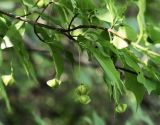 Euonymus maximowiczianus. Ветвь с незрелыми плодами. Приморский край, Лазовский р-н, Лазовский заповедник, окр. кордона Карпадь, широколиственный лес. 19.08.2009.